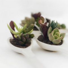 Low-Maintenance Gardening: Tips for Growing Beautiful Succulents