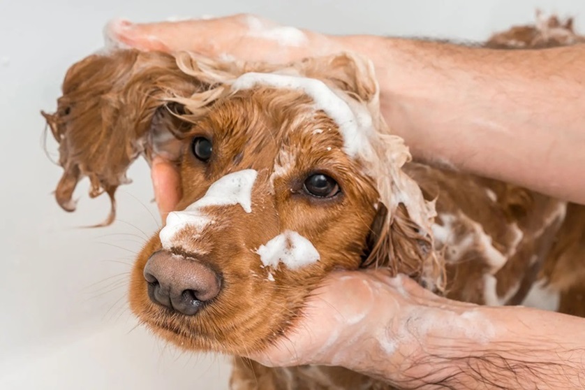 A close-up of a dog with soapy fur, being gently washed by a person using pet shampoos. The dog's face is framed by the hands, creating a cozy and caring scene during the bath.