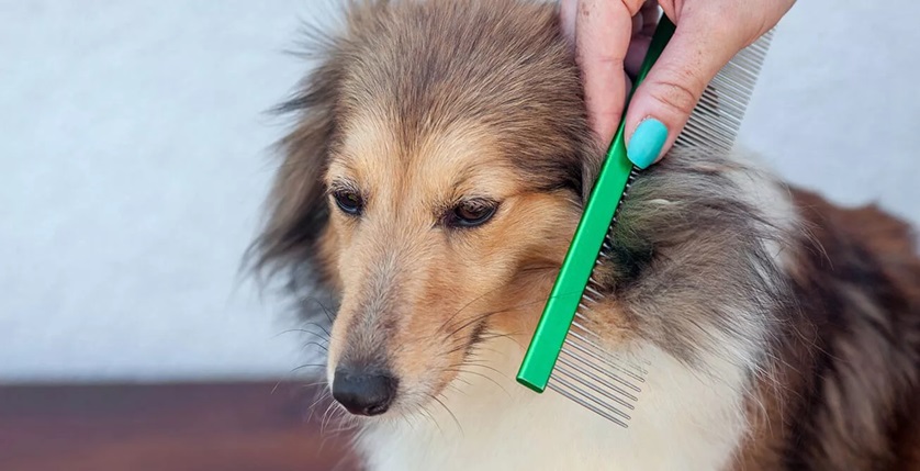 A dog is being combed with a green comb by someone after a bath with pet shampoos. The dog’s fur appears clean and fluffy, highlighting the grooming process.