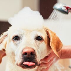 Pet Shampoos and Conditioners for Clean and Shiny Furs