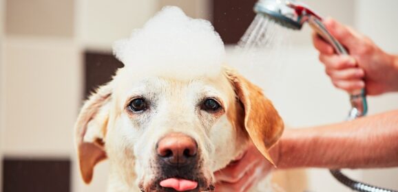 Pet Shampoos and Conditioners for Clean and Shiny Furs